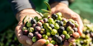 ASAJA Málaga alerta de que el precio de la aceituna hojiblanca de mesa no cubre los costes de producción