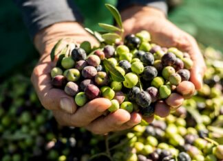 ASAJA Málaga alerta de que el precio de la aceituna hojiblanca de mesa no cubre los costes de producción