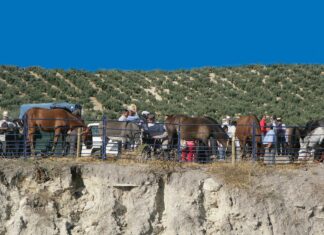 Villanueva de Tapia celebra del 10 al 12 de octubre la 156ª edición de su Real Feria de Ganado
